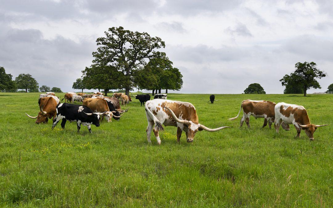 Herd Immunity: What is it and how can it put an end to COVID-19